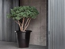 LONDON Pot