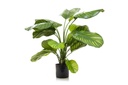 Flora Artificial Calathea Fasciata 650mm Green