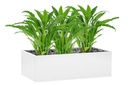 Flora Calathea Potted Bush with 55 Leaves 820mm H - Set of 3
