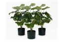 Artificial Taro Leaves in Black Pot - Pack of 3