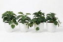 Artificial Monstera Plants - Pack of 4