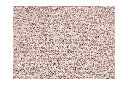 Ex-display - Pebbles Honeysuckle 300 X 400cm